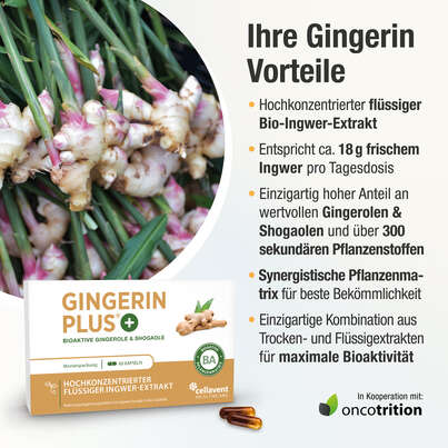 Sie sehen eine Packung Ingwer Kapseln - Bio Ingwer-Extrakt - flüssig - Gingerol & Shogaol hochdosiert, Produktbild: 03 Ingwer Kapseln - Bio Ingwer-Extrakt - flüssig - Gingerol & Shogaol hochdosiert, A-Nr.: 5037083 - 03