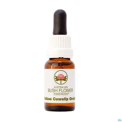 Aub Yellow Cowslip Orchid, A-Nr.: 2627482 - 01