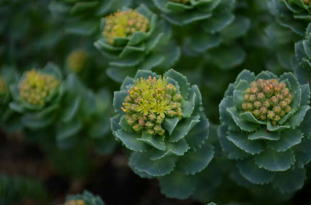 Sie sehen eine Packung Vitango® 200 mg Filmtabletten, Produktbild: 03 Vitango® 200 mg Filmtabletten, A-Nr.: 3539202 - 03