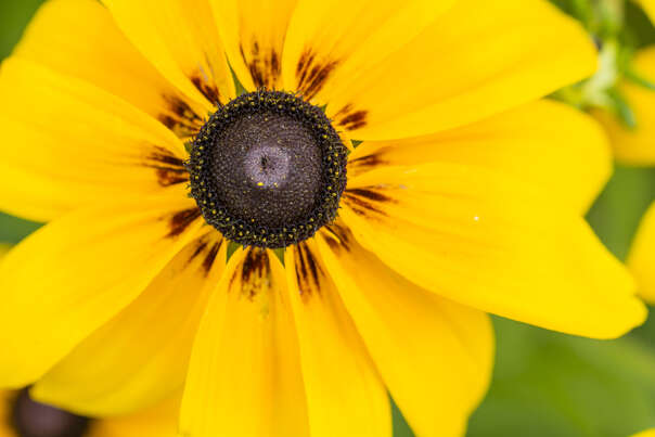 Sie sehen eine Packung Traumeel®-Salbe, Produktbild: 03 Traumeel®-Salbe, A-Nr.: 0928742 - 03