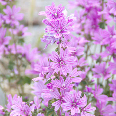 Sie sehen eine Packung RAUSCH Malven VOLUMEN-SHAMPOO, Produktbild: 03 RAUSCH Malven VOLUMEN-SHAMPOO, A-Nr.: 2155847 - 03