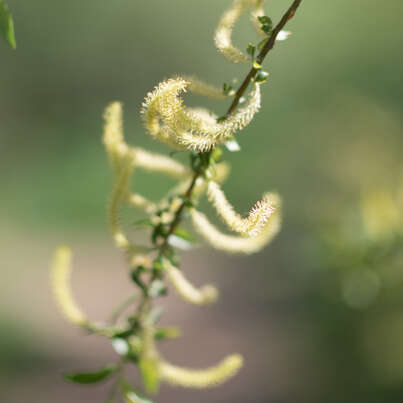 Sie sehen eine Packung RAUSCH Weidenrinden SPEZIAL-SPRAY, Produktbild: 02 RAUSCH Weidenrinden SPEZIAL-SPRAY, A-Nr.: 4731373 - 02