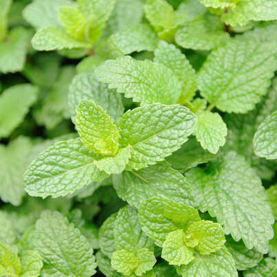 Sie sehen eine Packung RAUSCH Minze SHOWER GEL, Produktbild: 02 RAUSCH Minze SHOWER GEL, A-Nr.: 4948581 - 02