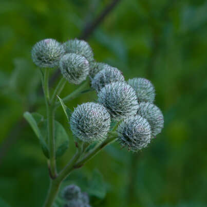 Sie sehen eine Packung RAUSCH Original HAARTINKTUR, Produktbild: 02 RAUSCH Original HAARTINKTUR, A-Nr.: 3274962 - 02