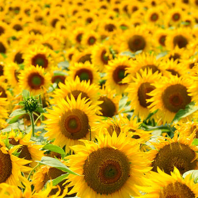 Sie sehen eine Packung RAUSCH HAIRSPRAY Flexible Aerosol, Produktbild: 02 RAUSCH HAIRSPRAY Flexible Aerosol, A-Nr.: 4593184 - 02