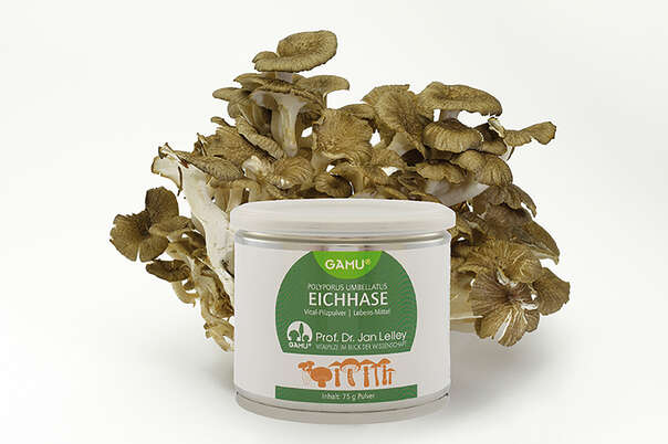 Sie sehen eine Packung Gamu Eichhase | Polyporus umbellatus Pulver, Produktbild: 02 Gamu Eichhase | Polyporus umbellatus Pulver, A-Nr.: 5600288 - 02