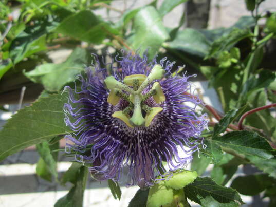 Sie sehen eine Packung Passedan®-Tropfen, Produktbild: 04 Passedan®-Tropfen, A-Nr.: 3912084 - 04