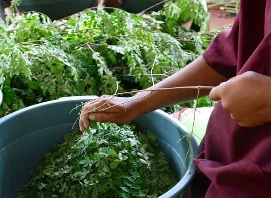 Bio Moringa Tee, 100g, für mehr Fitness und Vitalität auch im hohen Alter, A-Nr.: 5229316 - 03