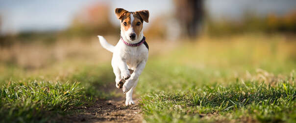 Sie sehen eine Packung HUND-MIKROBIOM TESTKIT, Produktbild: 02 HUND-MIKROBIOM TESTKIT, A-Nr.: 5838050 - 02