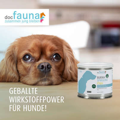 Burma Spirulina Chips DOG 90g, A-Nr.: 5755074 - 01