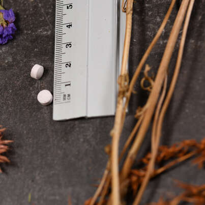 Supplementa Chrom Picolinat ActivMelt Sublingualtabletten, A-Nr.: 5396310 - 04