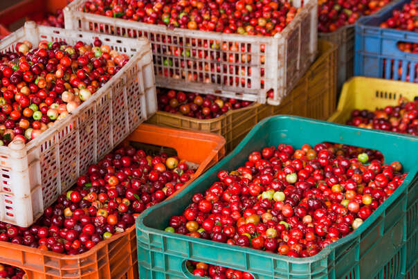 Sie sehen eine Packung Acerola Vitamin C Fruchtpulver, mit 17% Vitamin C, Produktbild: 04 Acerola Vitamin C Fruchtpulver, mit 17% Vitamin C, A-Nr.: 5229049 - 04