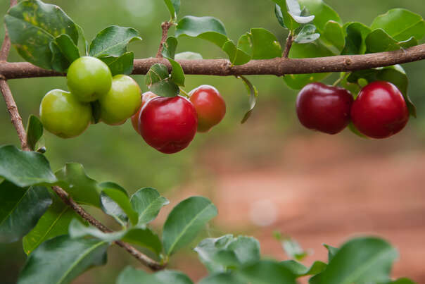 Sie sehen eine Packung Acerola Vitamin C Fruchtpulver, mit 17% Vitamin C, Produktbild: 05 Acerola Vitamin C Fruchtpulver, mit 17% Vitamin C, A-Nr.: 5229049 - 05