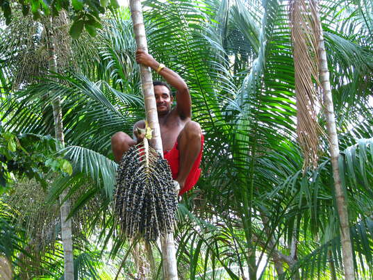 BIO Acai Fruchtpulver aus Brasilien, 100% pur, der natürliche Zellschutz, 80g, A-Nr.: 5228972 - 03