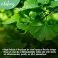 Sie sehen eine Packung Vitabay Ginkgo Biloba 6000 mg Kapseln, Produktbild: 05 Vitabay Ginkgo Biloba 6000 mg Kapseln, A-Nr.: 5881181 - 05