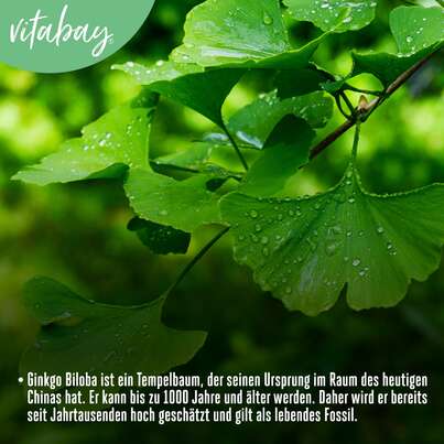 Sie sehen eine Packung Vitabay Ginkgo Biloba 6000 mg Kapseln, Produktbild: 05 Vitabay Ginkgo Biloba 6000 mg Kapseln, A-Nr.: 5881181 - 05